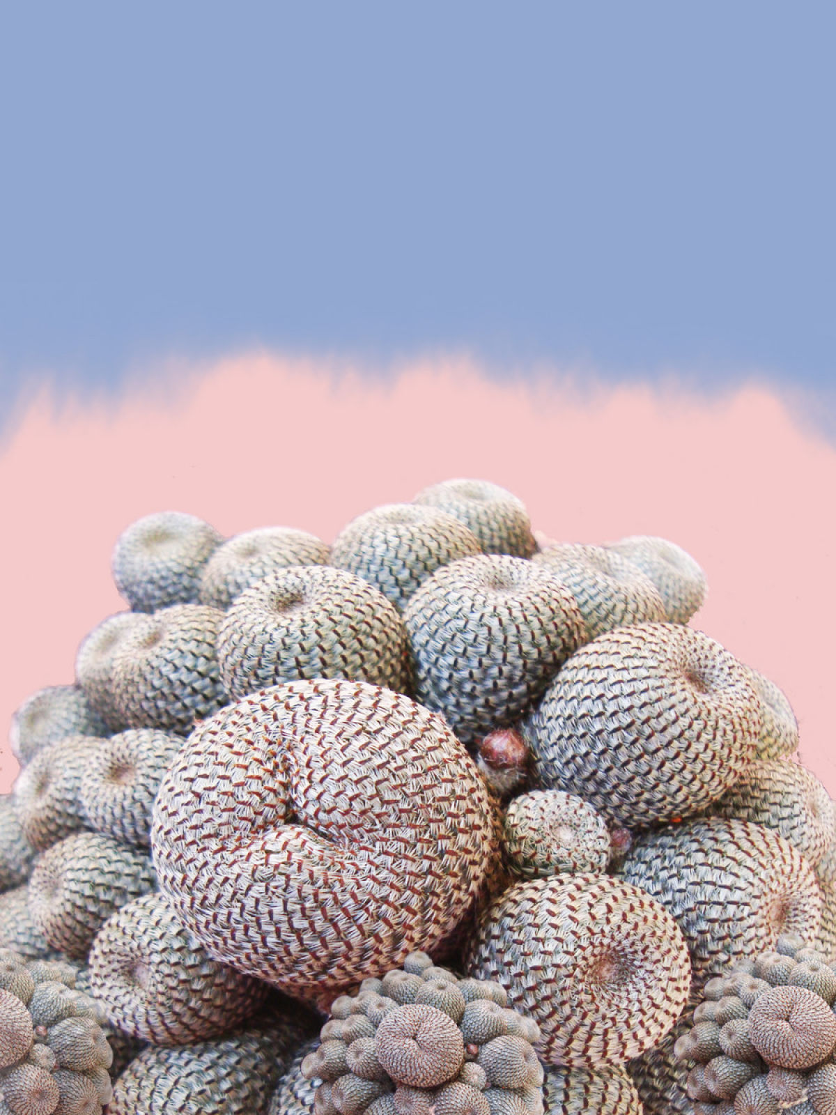 Monica Cipriano (momopick) | miPic